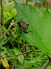 Physomerus grossipes