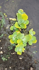 Pistia stratiotes