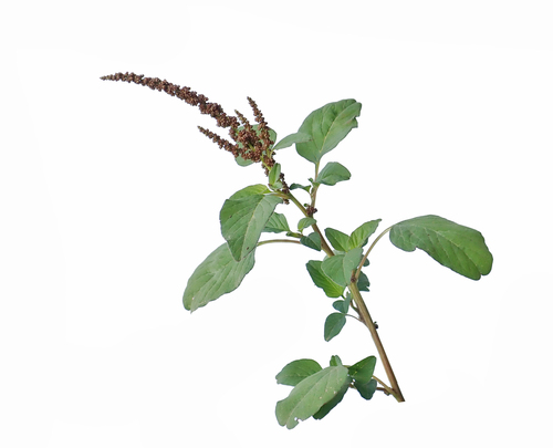 Amaranthus observed 2017-11-17