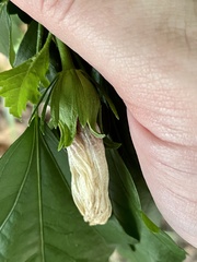 Hibiscus syriacus