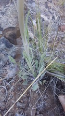 Caulanthus crassicaulis