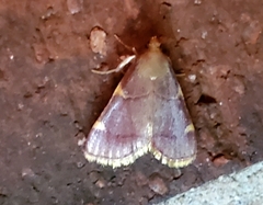 Hypsopygia olinalis