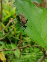 Physomerus grossipes