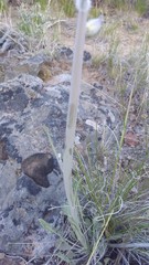 Caulanthus crassicaulis