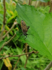 Physomerus grossipes