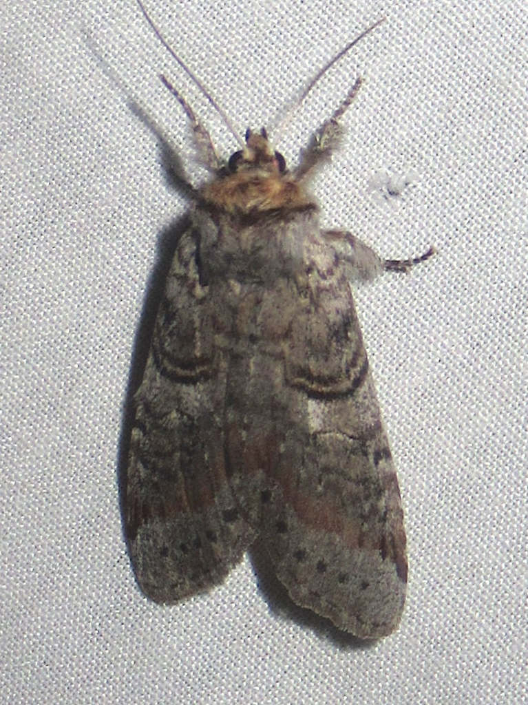 Scevesia