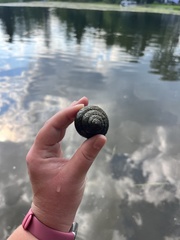 Cipangopaludina chinensis