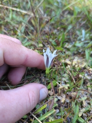 Gentiana newberryi tiogana