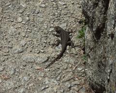 Sceloporus graciosus