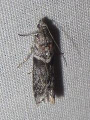 Sciota inconditella