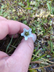 Gentiana newberryi tiogana