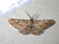 Stenoporpia macdunnoughi