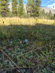 Gentiana newberryi tiogana