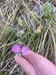 Sidalcea