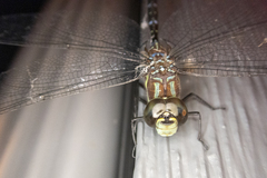 Aeshna tuberculifera