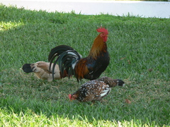 Gallus gallus domesticus