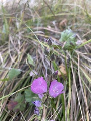 Sidalcea