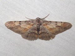 Stenoporpia macdunnoughi