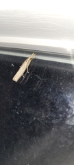 Agriphila vulgivagellus