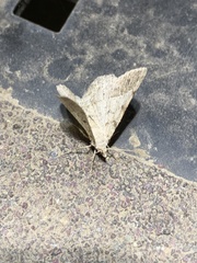 Epirrhoe alternata