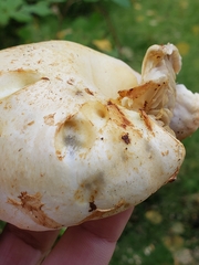 Pleurotus ostreatus