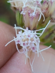 Ageratina occidentalis