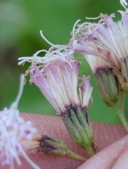 Ageratina occidentalis