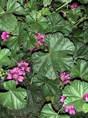 Malva sylvestris