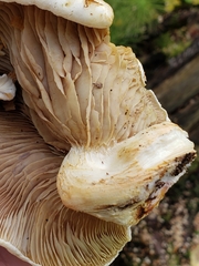 Pleurotus ostreatus