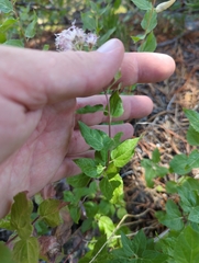 Ageratina occidentalis