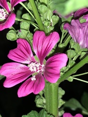 Malva sylvestris