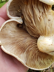 Pleurotus ostreatus