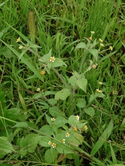 Galinsoga quadriradiata