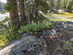 Ageratina occidentalis
