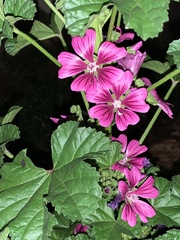 Malva sylvestris