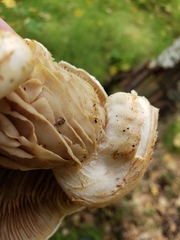 Pleurotus ostreatus