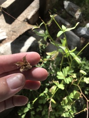 Aquilegia pubescens