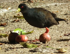 Zapornia flavirostra