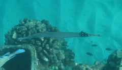 Aulostomus chinensis