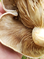 Pleurotus ostreatus