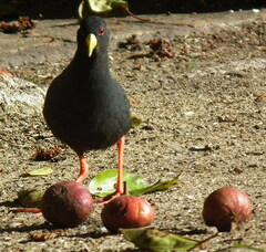 Zapornia flavirostra