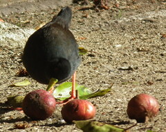 Zapornia flavirostra