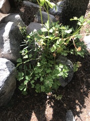 Aquilegia pubescens