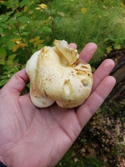 Pleurotus ostreatus