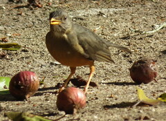 Turdus olivaceus olivaceus