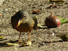 Turdus olivaceus olivaceus