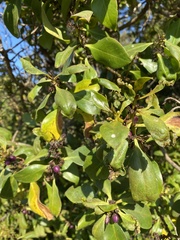 Myoporum laetum