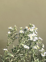 Symphyotrichum falcatum