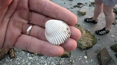 Dallocardia muricata