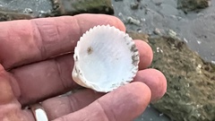 Dallocardia muricata